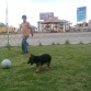 Drako de dos meses