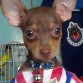 el primero de miss amores Chihuahuas, es el mas cariñoso noble y lindo de los 4, simplemente es MI KOFY 