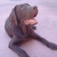 Esperando chuche...