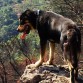 En la Penya de Bruguera, cerca de casa