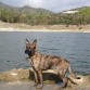 Paseo al pantano de Riudecañes, provincia de Tarragona... le encanta jugar en el agua, domingo por la mañana con Lenon su inseparable amigo, nuestro otro perro.