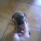 que pequeñitaaa, me la dieron con 3 semanas.....la iba a dar a la perrera y me dio pena asi que la criamos mi pareja y yo, con micho cariño

