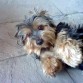 Mi hijito/perrito Bobby Galdo