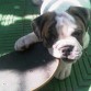 Lola, Bulldog inlgées de 2 meses y medio, juega mucho, al oir sit se sienta, stay se queda quieta y come bien por su ocmidad =)

Aún le falta madurar ya que no se cansa al jugar, hay que ponerle límites para que descance.

Pero es una buen a chica. 