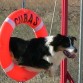 Oscuro entrenando para competir en Agility, cuándo cumpla 18 meses.
También entrena en Flyball, y se le da estupendamente.