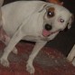 perro callejero que mordieron... le partieron la mandibular inferior...lo mandamos a operar y lo estamos cuidando mientras se recupera.
