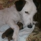 Se llama Pancho en recuerdo de su abuelo, el famoso Pancho de la loteria.
De una de las camadas de cachorros de este famoso perro televisivo nació Brenda, que a su vez parió a mi Pancho.
Y por circunstancias de la vida, la pareja que se lo iba a quedar riñó con la novia y un veterinario amigo de ellos me lo ofreció, nada mas verle la carita no pude rechazarlo, para mí es guapísimo.