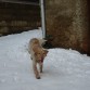 Ira corriendo por la nieve, su afición.