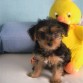 sta s l princesita d l kasa,l gusta dormir muxo jugar a ratos acers pis x to2 lados y no muxo komer,una xika mu wapa q aguanta a un perro q s un abuelete