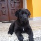 2 meses