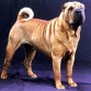 ese es mi perro shar pei tiene 8 años le estamos buscando una hembra para cria 