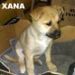 Xana, una cachorrita de dos meses y medio, cruce de pastor alemán, muy cariñosa y sociable. Está en una casa de acogida.
