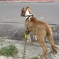 buscando pajaritos... 
