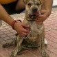 Con 5 mesitos
Padre Dogo Canario 
Madre Shar Pei
Lengua con manchas azules, rayas del pelaje de presa y color de shar pei. Muy noble y fiel a su amo.