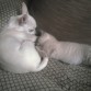 Durmiendo con la gatita!