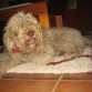 Este es mi perrito Coquito al que quiero un montón