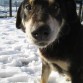 Danko en el patio de mi casa en invierno, cuando aún estaba activo y jugabamos juntos. Me ha acompañado hace 17 años y es mi mejor amigo.