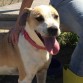 Harry pertenecía a una camada de cinco cachorros que se encontraban en una fabrica. Es un perro equilibrado que puede convivir con otros perros, machos y hembras. No es dominante. Con las personas nunca ha tenido ningún problema, al contrario. Es de lo más cariñoso y dulce. Se lleva bien con niños y es un amor.