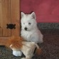 Parece un peluche!