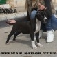 negra expectacular pose