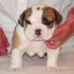 Cachorros Bulldog Inglés