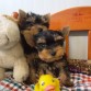 
Regalo Camada de Yorkshire Terrier Toys 
belenperez318@gmail.com