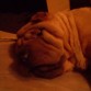 Otto su primera noche en casa