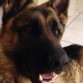 Ni segundo perro , lo quiero tanto co al primero tiene un Año de vida y quiero encontrarle una compañera 