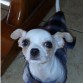 Esta es mi perrita Gala!! solo hace 4 días que esta con nosotros, pero la queremos como si fuera nuestra de toda la vida!!! la quiero tanto!! ^^