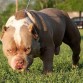 American bully extreme