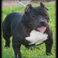 American bully extreme gottiline