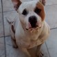 Hermoso Perro American Staffordshire Terrier busca Novia en Santiago Chile, el es color blanco con manchas cafe claro.