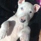 3 meses
