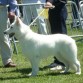 Es una foto de safira de la real corte de las arcanas participando en una exposición en Medina de pinar donde quedo como mejor hembra de raza CAC