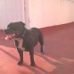 Aqui esta mi torito, eso si que es un stafordshire bull terrier, jejeje, mi amigo, mi compañero, todo...