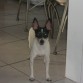 esa es mi RAT TERRIER