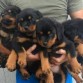   
Rotweillers Cachorros La Mejor Reputacion De Mercadolibre 
