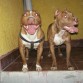 kika  y  candy