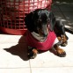 tomando sol 