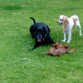 draKo, jack y pekas jugando