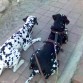 Patch y Tommy