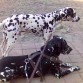 Patch- es el que esta de pie.
Tommy- hechado.
ambos atentos a otro perro que se acercaba.