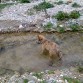 Canelo mojandose en el rio a pleno mes de febrero