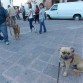 en Practica del programa Buen Ciudadano Canino