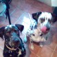jeje solo se sienta cuando traigo comida en la mano.
