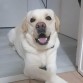 Este es mi perro Draco. Es un labrador retriever de línea americana. Su capa de pelo es dorada. Es un perro muy temperamental, y activo en las situaciones que lo exigen. Le encanta jugar con todas las personas independientemente su edad. Es el mejor perro