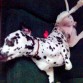 Patch, descansando en el sillon.