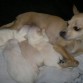 CUATRO LINDO Y GORDITOS CACHORROS