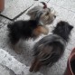 JUGANDO MIS BEBES, MIENTRAS SALEN DE CASA AL JARDIN