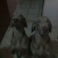 max y junior^^